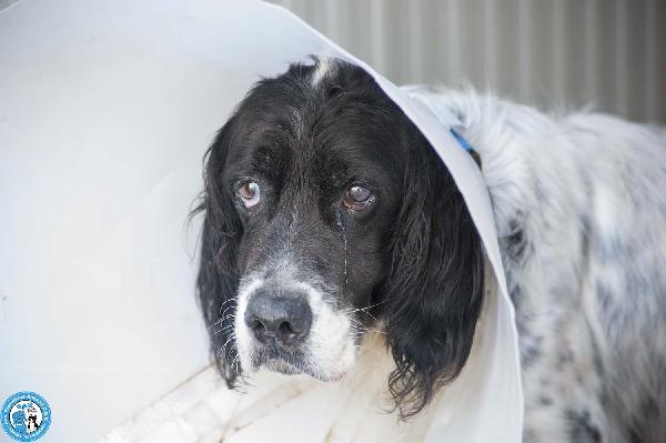 Zack, Un Setter Che Sogna Il Divano Non Un Box